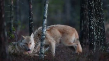 Avrasya kurdu. Gri veya gri kurt olarak da bilinir. Timber Wolf olarak da bilinir. Bilimsel adı Canis Lupus. Doğal yaşam alanı. Sonbahar ormanı.