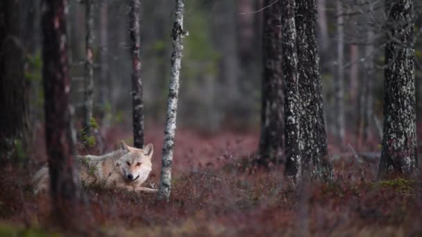 Loup eurasien, également connu sous le nom de loup gris ou gris également connu sous le nom de loup des bois. Nom scientifique : Canis lupus lupus. Habitat naturel. Forêt d'automne .