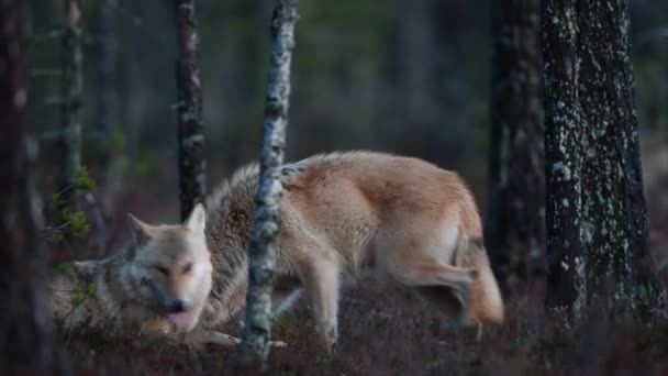 欧亚狼 又称灰狼或灰狼 又称木材狼 Canis Lupus Lupus 自然栖息地 — 图库视频影像