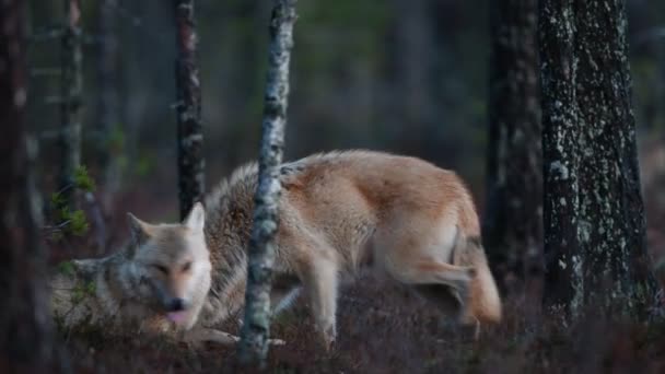 Lobo Euroasiático También Conocido Como Lobo Gris Lobo Gris También — Vídeos de Stock