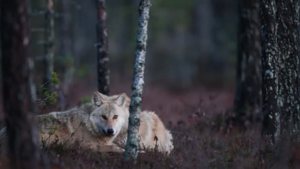 欧亚狼 又称灰狼或灰狼 又称木材狼 Canis Lupus Lupus 自然栖息地 — 图库视频影像