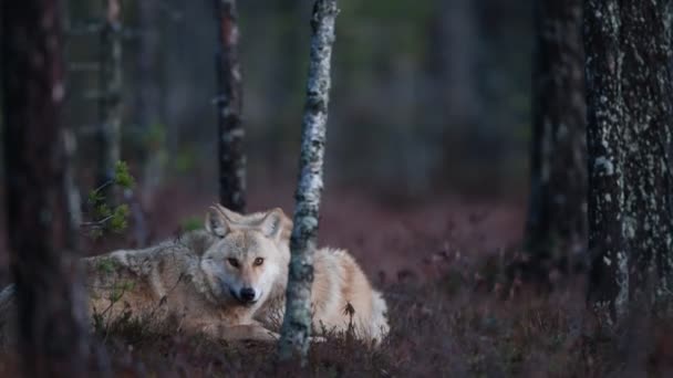Loup eurasien, également connu sous le nom de loup gris ou gris également connu sous le nom de loup des bois. Nom scientifique : Canis lupus lupus. Habitat naturel. Forêt d'automne .