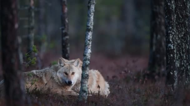 Lobo Euroasiático También Conocido Como Lobo Gris Lobo Gris También — Vídeo de stock