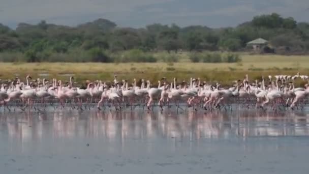 Kolonii Flamingów Jezioro Natron Małopolskie Flamingo Naukowe Nazwisko Phoenicoparrus Drobne — Wideo stockowe