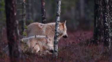 Avrasya kurdu. Gri veya gri kurt olarak da bilinir. Timber Wolf olarak da bilinir. Bilimsel adı Canis Lupus. Doğal yaşam alanı. Sonbahar ormanı.