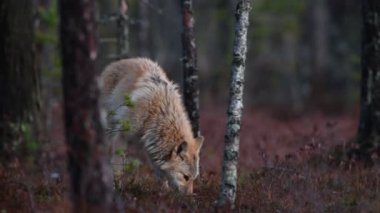 Avrasya kurdu. Gri veya gri kurt olarak da bilinir. Timber Wolf olarak da bilinir. Bilimsel adı Canis Lupus. Doğal yaşam alanı. Sonbahar ormanı.