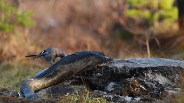 欧亚杰啄食麋鹿的尸体 欧亚鸟 Garrulus Glandarius 自然栖息地 秋季季节 — 图库视频影像