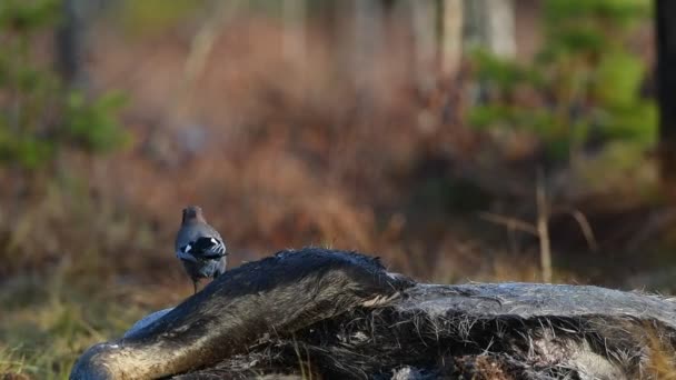 Eurasian Jay pecks the corpse of an moose. Slow motion. The Eurasian jay Scientific name : Garrulus glandarius. Natural Habitat. Autumn season — ストック動画