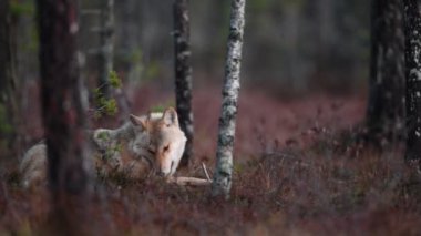 Avrasya kurdu. Gri veya gri kurt olarak da bilinir. Timber Wolf olarak da bilinir. Bilimsel adı Canis Lupus. Doğal yaşam alanı. Sonbahar ormanı.