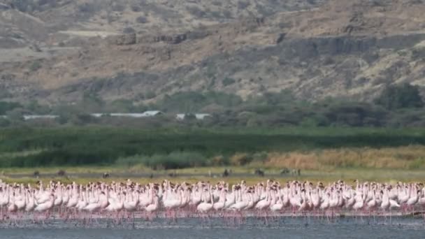 ナトロン湖のフラミンゴのコロニー 小フラミンゴ学名 Phoenicoparrus マイナー タンザニア アフリカ — ストック動画