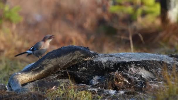 Euraziatische Jay Pikt Het Lijk Van Een Eland Euraziatische Gaai — Stockvideo