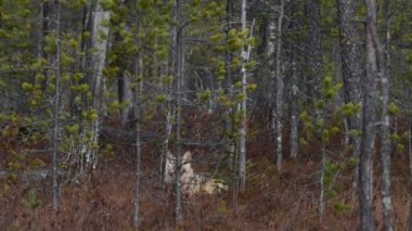 Avrasya kurdu. Gri veya gri kurt olarak da bilinir. Timber Wolf olarak da bilinir. Bilimsel adı Canis Lupus. Doğal yaşam alanı. Sonbahar ormanı.