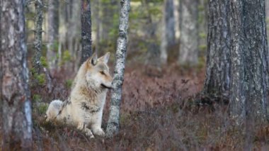 Avrasya kurdu. Gri veya gri kurt olarak da bilinir. Timber Wolf olarak da bilinir. Bilimsel adı Canis Lupus. Doğal yaşam alanı. Sonbahar ormanı.
