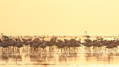 Flamingo kolonisi. Natron gölünde şafak vakti. Daha az Flamingo Bilimsel adı Phoenicoparrus minor. Tanzanya, Afrika 4k