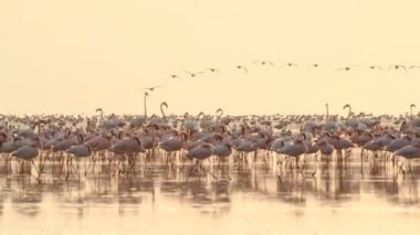 Flamingo kolonisi. Natron gölünde şafak vakti. Daha az Flamingo Bilimsel adı Phoenicoparrus minor. Tanzanya, Afrika 4k