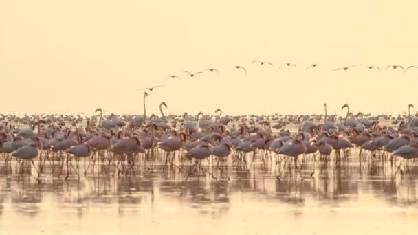 Flamingók Kolóniája Dawn Natron Tónál Kisebb Flamingo Tudományos Név Phoenicoparrus — Stock videók