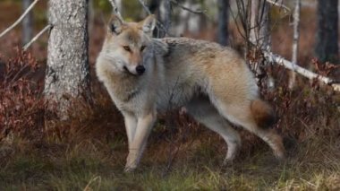 Avrasya kurdu. Gri veya gri kurt olarak da bilinir. Timber Wolf olarak da bilinir. Bilimsel adı Canis Lupus. Doğal yaşam alanı. Sonbahar ormanı.