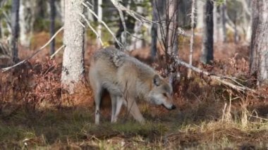 Avrasya kurdu. Gri veya gri kurt olarak da bilinir. Timber Wolf olarak da bilinir. Bilimsel adı Canis Lupus. Doğal yaşam alanı. Sonbahar ormanı.