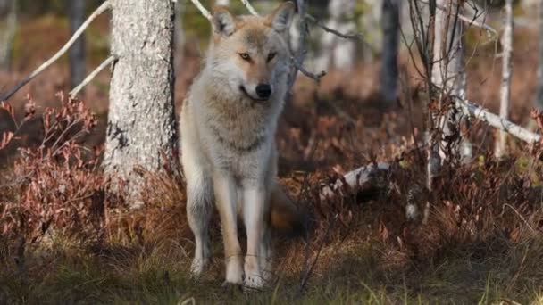 Lobo Eurasiano Também Conhecido Como Lobo Cinzento Cinzento Também Conhecido — Vídeo de Stock