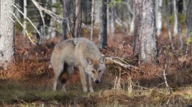 Avrasya kurdu. Gri veya gri kurt olarak da bilinir. Timber Wolf olarak da bilinir. Bilimsel adı Canis Lupus. Doğal yaşam alanı. Sonbahar ormanı.