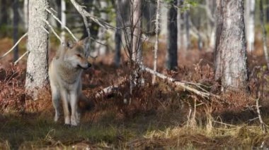 Avrasya kurdu. Gri veya gri kurt olarak da bilinir. Timber Wolf olarak da bilinir. Bilimsel adı Canis Lupus. Doğal yaşam alanı. Sonbahar ormanı.