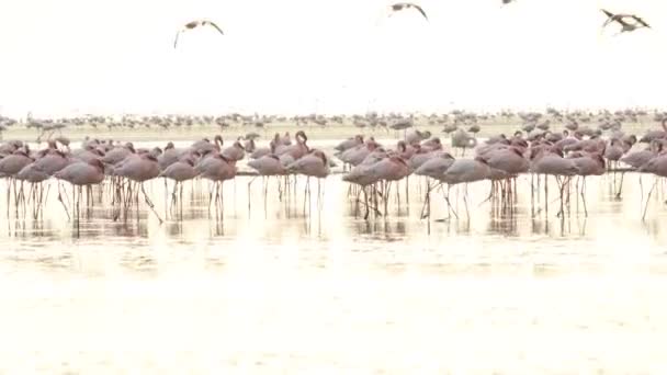 Kolonie Flamingo Dawn Natron Lake Kleine Flamingo Wetenschappelijke Naam Phoenicoparrus — Stockvideo