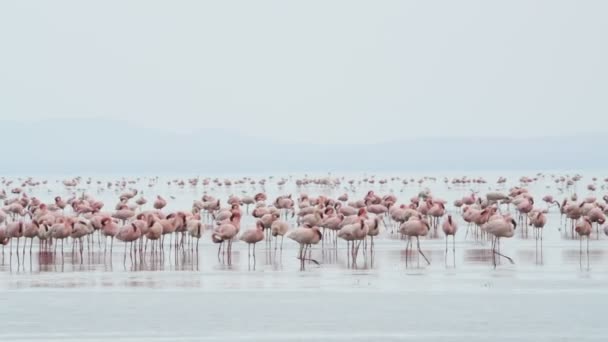 Kolonii Flamingów Jezioro Natron Małopolskie Flamingo Naukowe Nazwisko Phoenicoparrus Drobne — Wideo stockowe