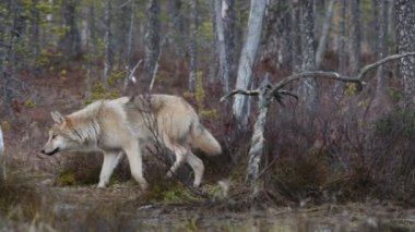Avrasya kurdu. Gri veya gri kurt olarak da bilinir. Timber Wolf olarak da bilinir. Bilimsel adı Canis Lupus. Doğal yaşam alanı. Sonbahar ormanı.