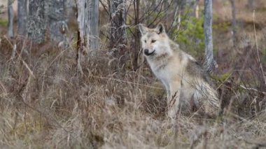 Avrasya kurdu. Gri veya gri kurt olarak da bilinir. Timber Wolf olarak da bilinir. Bilimsel adı Canis Lupus. Doğal yaşam alanı. Sonbahar ormanı.