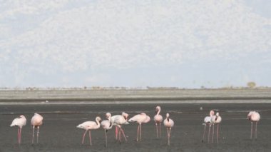 Natron Gölü flamingolar kolonisi. Küçük Flamingo bilimsel adı: Phoenicoparrus küçük. Tanzanya, Afrika 4k