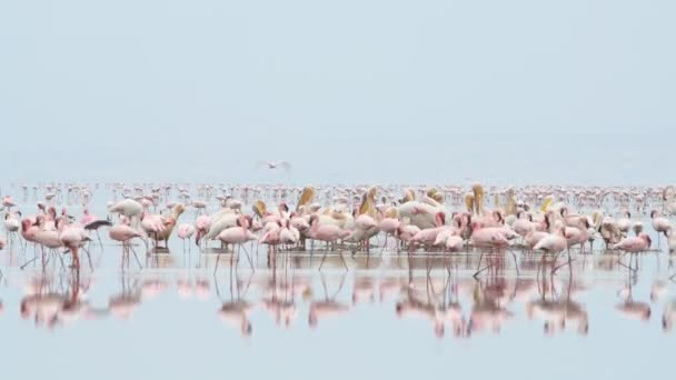 Kolonie Von Flamingos Auf Dem Natronsee Kleiner Flamingo Wissenschaftlicher Name — Stockvideo