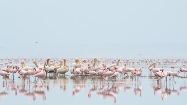 Kolonie Von Flamingos Auf Dem Natronsee Kleiner Flamingo Wissenschaftlicher Name — Stockvideo