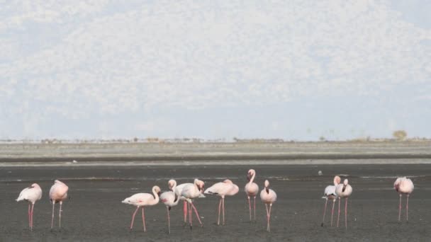 Kolonii Flamingów Jezioro Natron Małopolskie Flamingo Naukowe Nazwisko Phoenicoparrus Drobne — Wideo stockowe