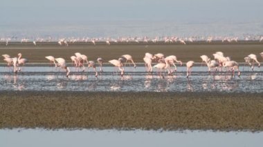 Natron Gölü flamingolar kolonisi. Küçük Flamingo bilimsel adı: Phoenicoparrus küçük. Tanzanya, Afrika 4k