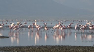 Natron Gölü flamingolar kolonisi. Küçük Flamingo bilimsel adı: Phoenicoparrus küçük. Tanzanya, Afrika 4k