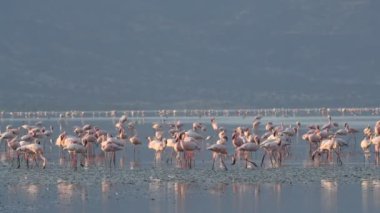Natron Gölü flamingolar kolonisi. Küçük Flamingo bilimsel adı: Phoenicoparrus küçük. Tanzanya, Afrika 4k