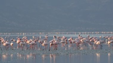Natron Gölü flamingolar kolonisi. Küçük Flamingo bilimsel adı: Phoenicoparrus küçük. Tanzanya, Afrika 4k