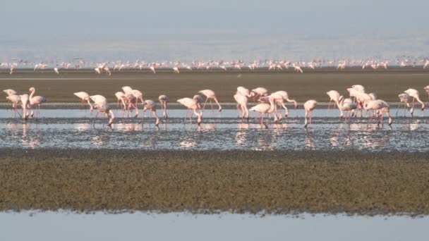 ナトロン湖のフラミンゴのコロニー 小フラミンゴ学名 Phoenicoparrus マイナー タンザニア アフリカ — ストック動画