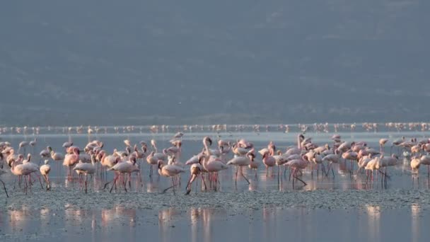 Colonia Flamencos Lago Natron Menor Flamingo Nombre Científico Phoenicoparrus Minor — Vídeos de Stock