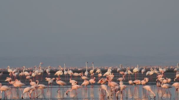 Kolonii Flamingów Jezioro Natron Małopolskie Flamingo Naukowe Nazwisko Phoenicoparrus Drobne — Wideo stockowe