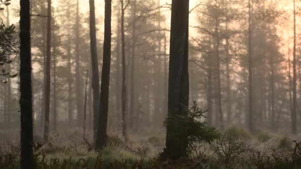 Kora őszi reggel - ködben. Fenyőerdő ködös napfelkeltekor. Fa törzsek és hideg köd. — Stock videók