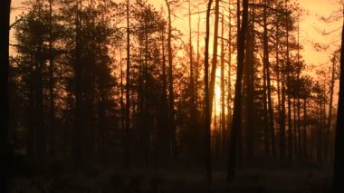 Sonbahar sabahının erken saatlerinde, her yer sisli. Çam ormanı sisli gündoğumunda. Ağaç gövdeleri ve soğuk sis.