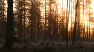 Sonbahar sabahının erken saatlerinde, her yer sisli. Çam ormanı sisli gündoğumunda. Ağaç gövdeleri ve soğuk sis.