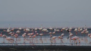 Natron Gölü flamingolar kolonisi. Küçük Flamingo bilimsel adı: Phoenicoparrus küçük. Tanzanya, Afrika 4k