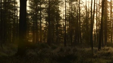 Sonbahar sabahının erken saatlerinde, her yer sisli. Çam ormanı sisli gündoğumunda. Ağaç gövdeleri ve soğuk sis.