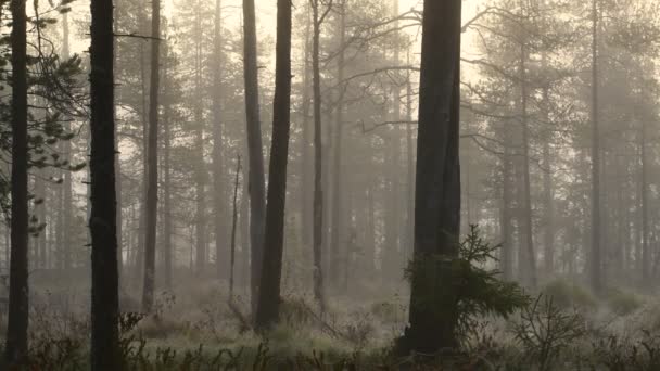 No início da manhã de outono - tudo em uma névoa. Floresta de pinheiro ao nascer do sol nebuloso. Troncos de árvores e névoa fria . — Vídeo de Stock