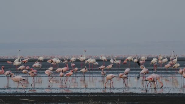 Colonie de Flamants roses sur le lac Natron. Petit flamant rose Nom scientifique : Phoenicoparrus minor. Tanzanie, Afrique 4k 