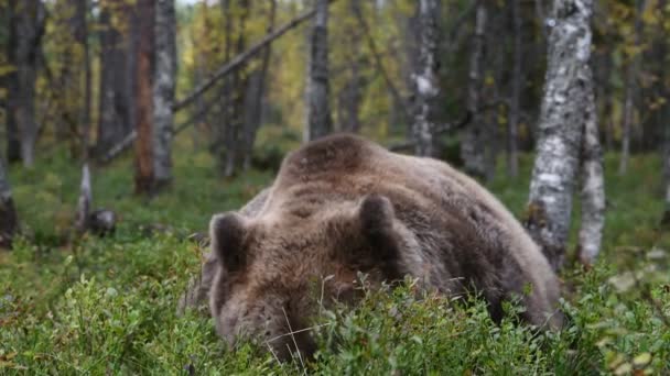 森でヒグマ 科学的な名前 Ursus Arctos 自然の生息地 — ストック動画