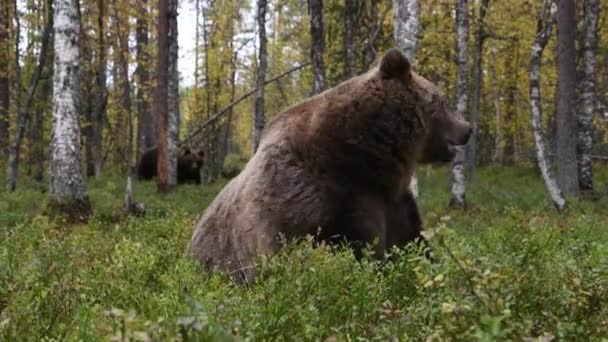 Barna Medve Erdőben Tudományos Név Ursus Arctos Természetes Élőhelye — Stock videók
