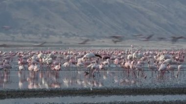 Natron Gölü flamingolar kolonisi. Küçük Flamingo bilimsel adı: Phoenicoparrus küçük. Tanzanya, Afrika 4k